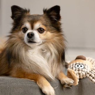 DOG PUZZLE TOY CILINDER LVL 1-...