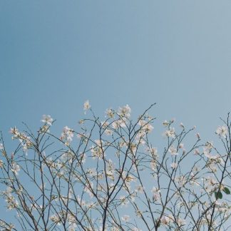 FLOWERS BLOOM SEASON SET