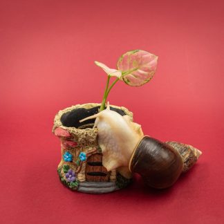 PELUCHE CARACOL
