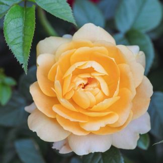 HIELERA DE CUBO ROSA C/NARANJA