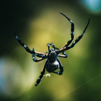 CUERDA SPIDER MAN
