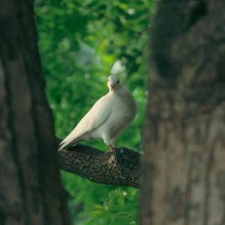 JABON DOVE