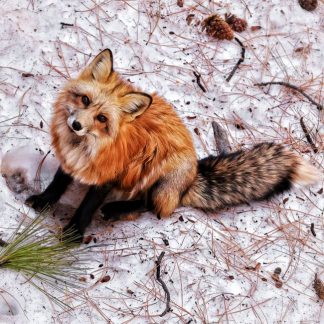 ROMPECABEZAS FESTIVE FOXES
