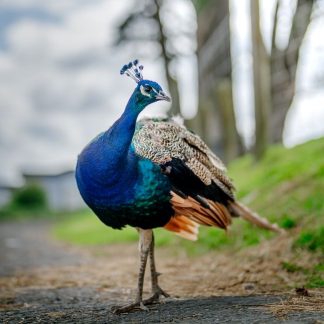 JERINGA PAVO GOODCOOK