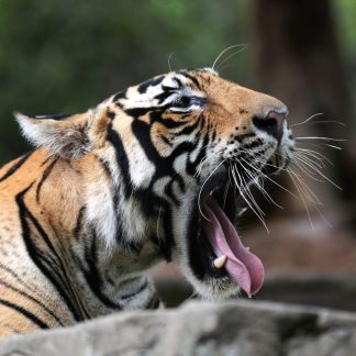 AUDIFONOS DANCE TIGER