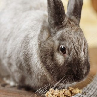 ALIMENTO DE CONEJO